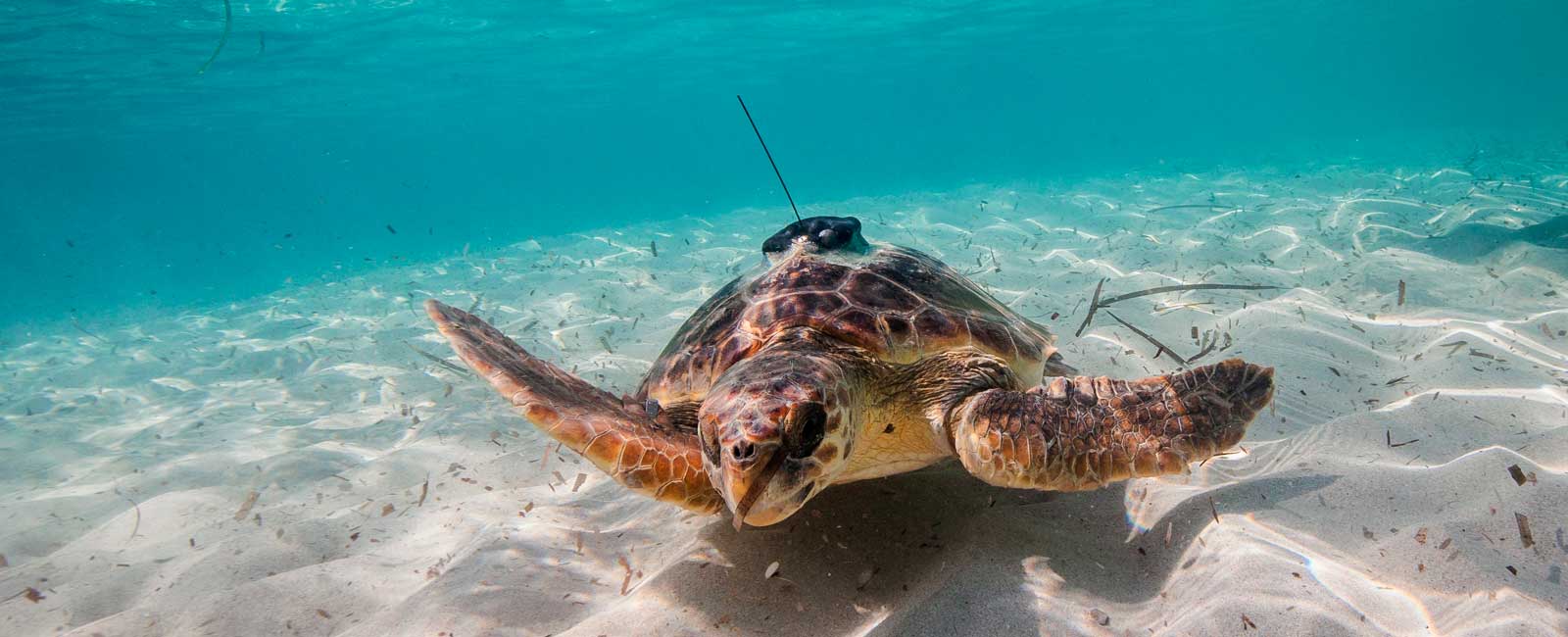 tortugas_oceanografas_noticia_1600x650_