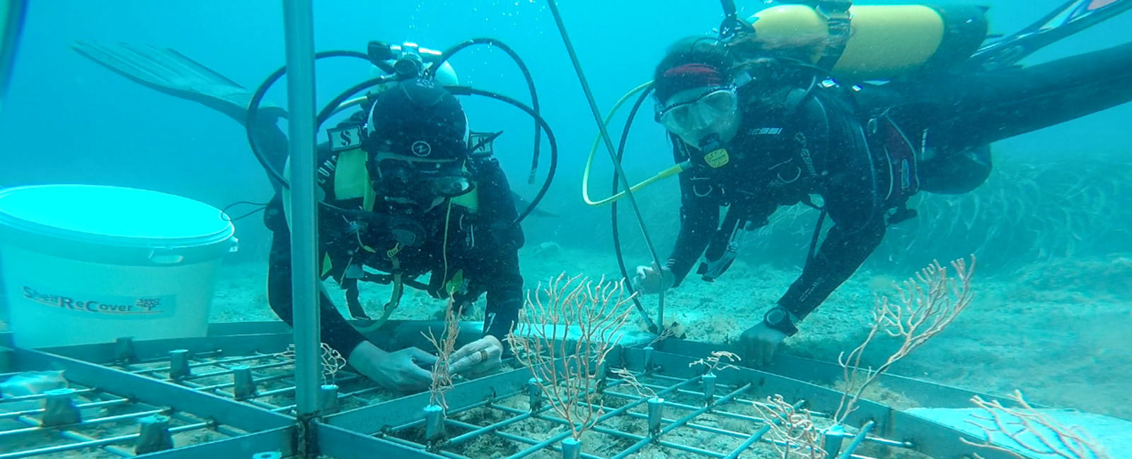 FBBVA-not-conservacion-corales-Andrea-Gori