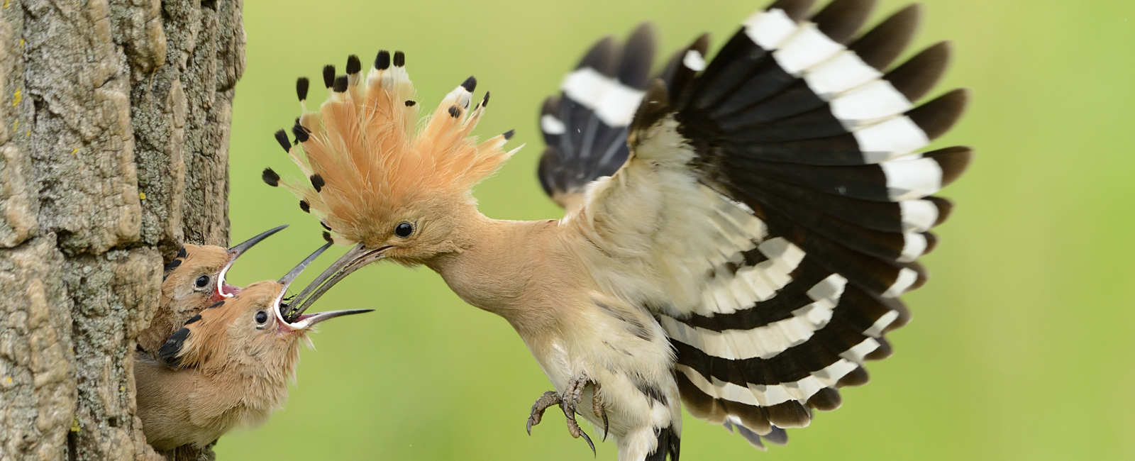Abubilla_app_aves_de_Espana_1600x650