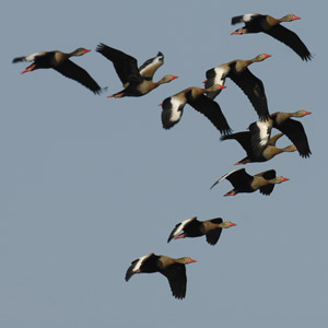 FBBVA-biocon-2011-BIRDLIFE
