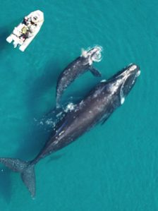 FBBVA-biocon-2012-CONSERVACION-BALLENAS