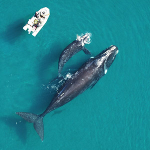 FBBVA-biocon-2012-CONSERVACION-BALLENAS