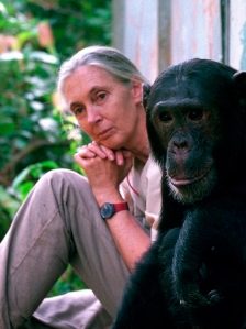 Jane_Goodall_427x570