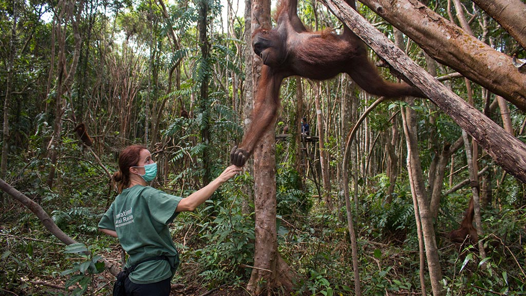 Karmele and orangutan 1024×576