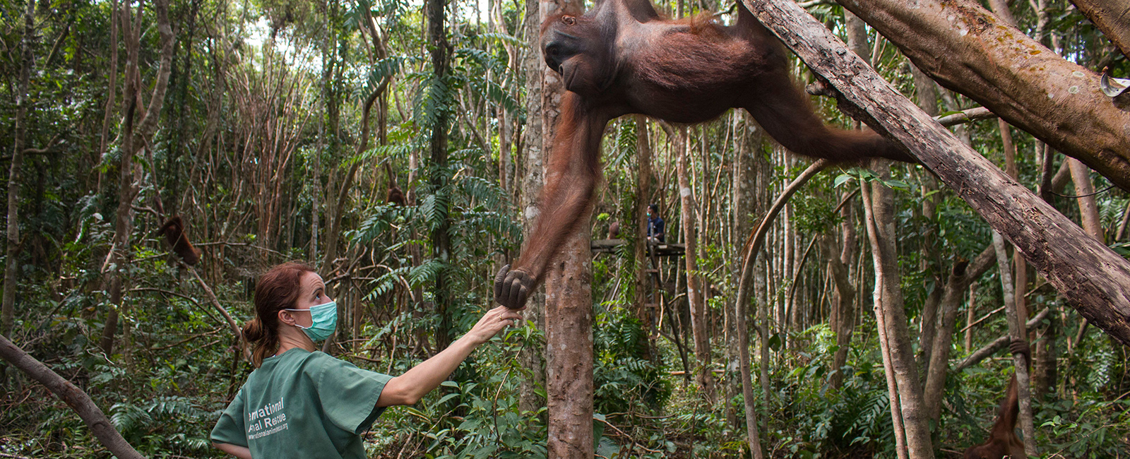 Karmele and orangutan 1600×650