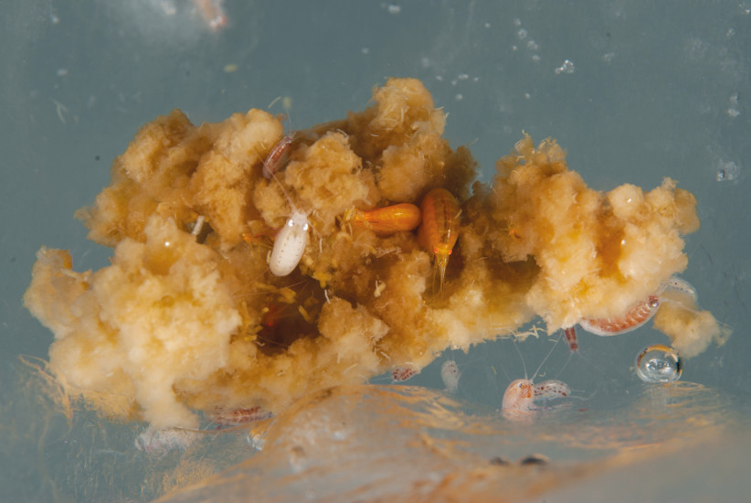 Los cúmulos de algas marinas son un rico alimento para numerosos animales, como estos anfípodos Apherusa. © P. Leopold