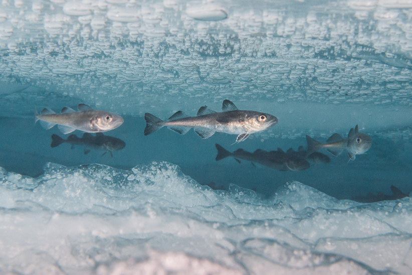 El bacalo polar (Boreogadus saida), encuentra refugio bajo el hielo. © P. Leopold