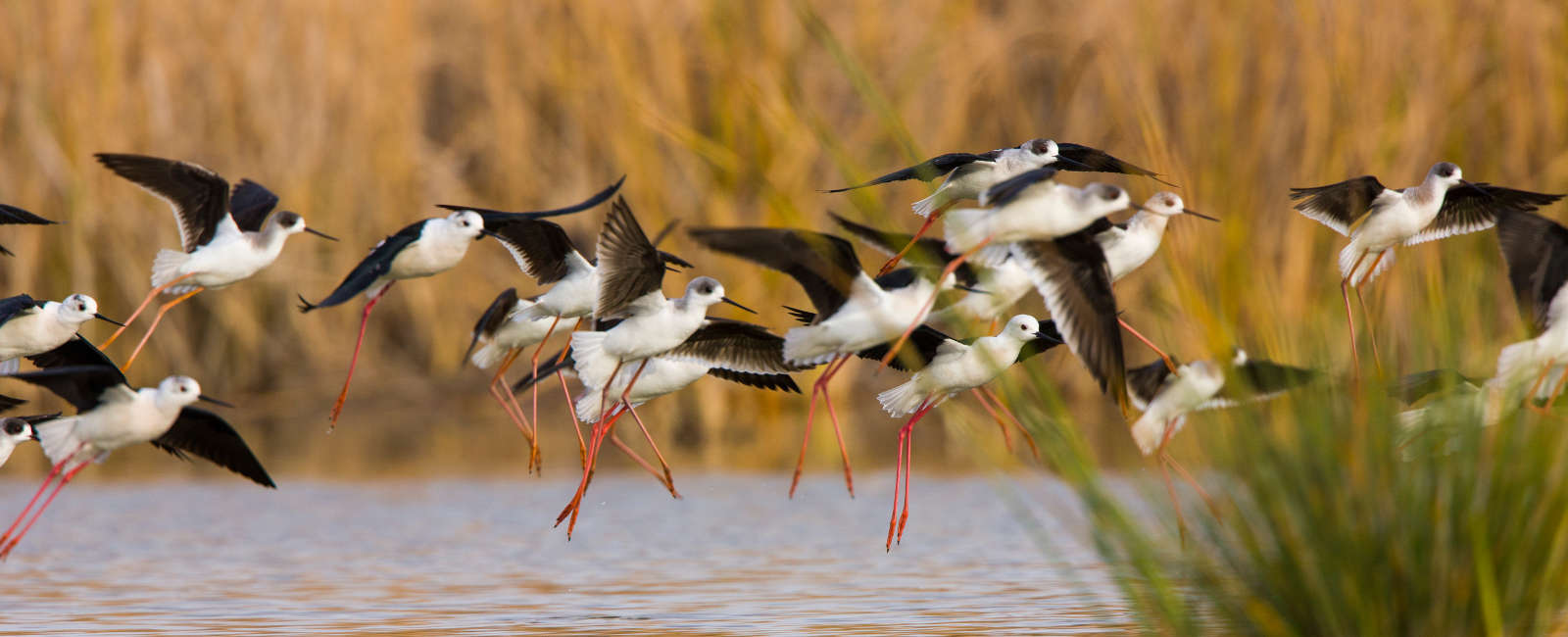 Zancos de ala negra, Himantopus himantopus, en las marismas del Parque Nacional Donana