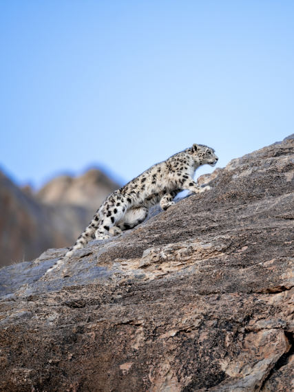 Leopardo-nieves-Snow Leopard Trust-Prasenjeet Yadav