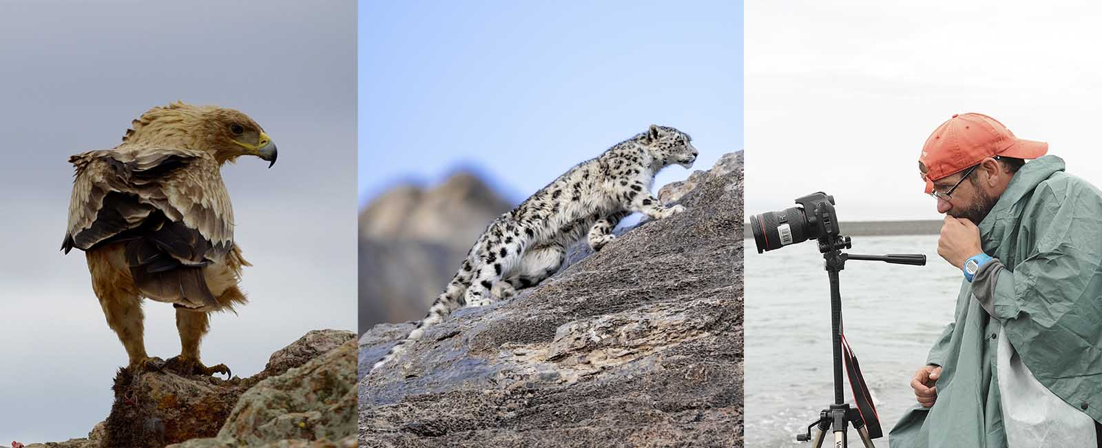 Águila imperial (Fundación CBD-Hábitat); Leopardo de las nieves (Snow Leopard Trust); Clemente Álvarez, periodista ambiental.