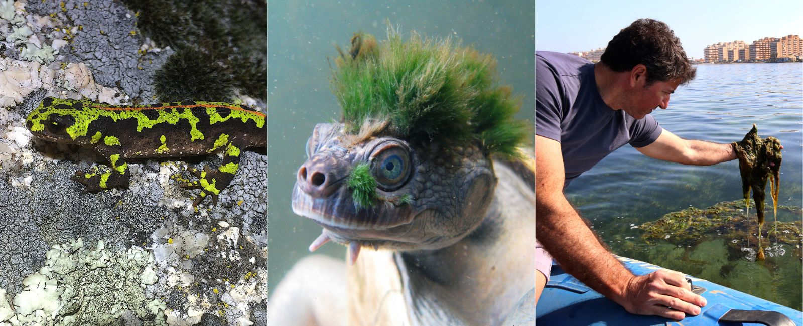 La Fundación BBVA premia la protección de reptiles y anfibios en España, a la Sociedad Zoológica de Londres y al periodista de La Verdad de Murcia Miguel Ángel Ruiz Parra