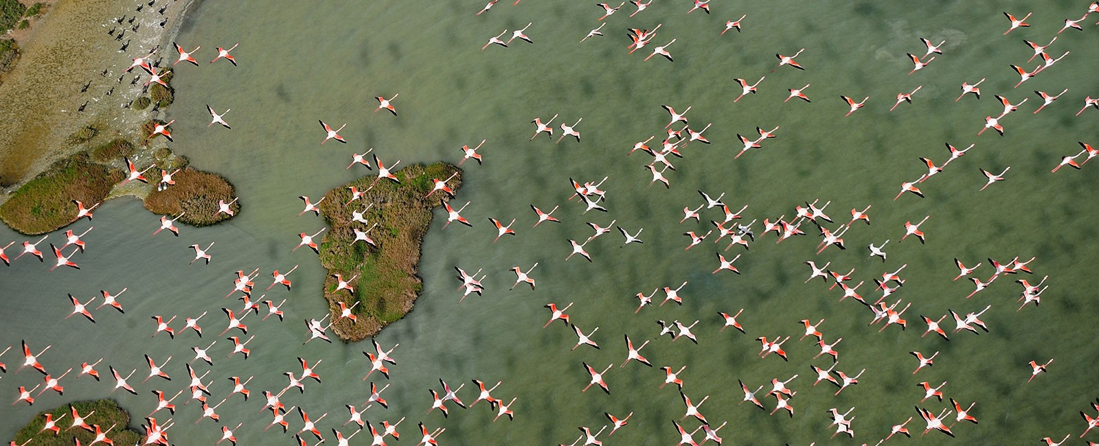 Flamencos sobrevolando el Parque Nacional de Doñana. Imagen ©Diego López.