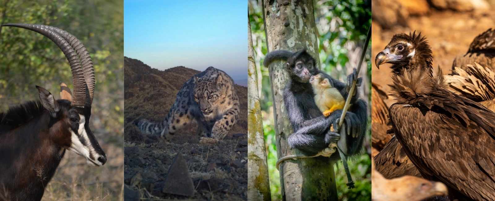 Parque Nacional de Gorongosa - International Snow Leopard Trust - Comunidad Inti Wara Yassi - CBD Hábitat