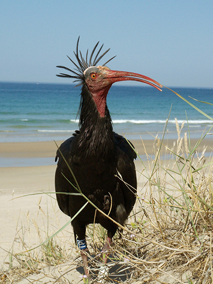 Ibis eremita_biocon_2025